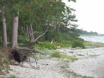 Halshuisene + Enebaerodde Beach (Denemarken)